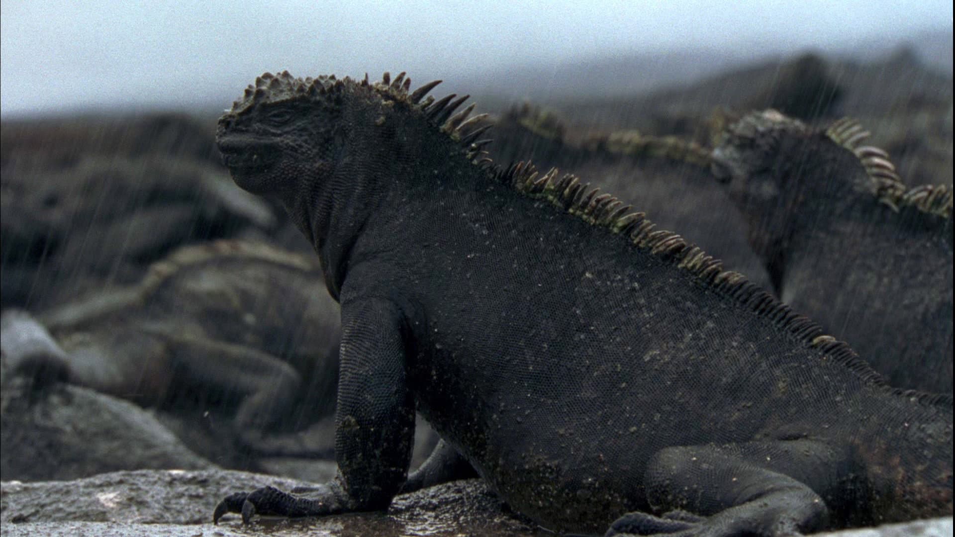 Galapagos backdrop