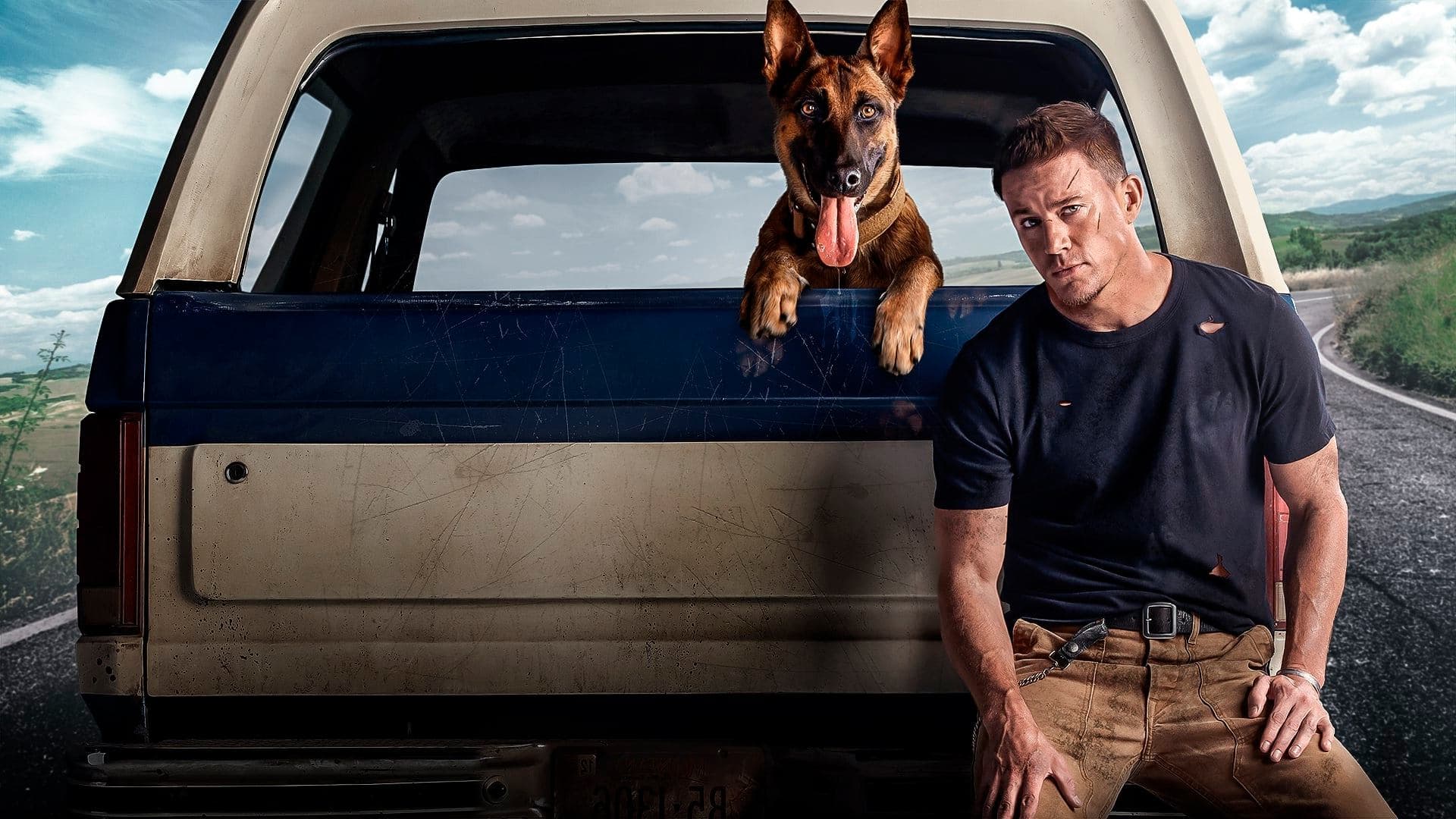 Dog backdrop