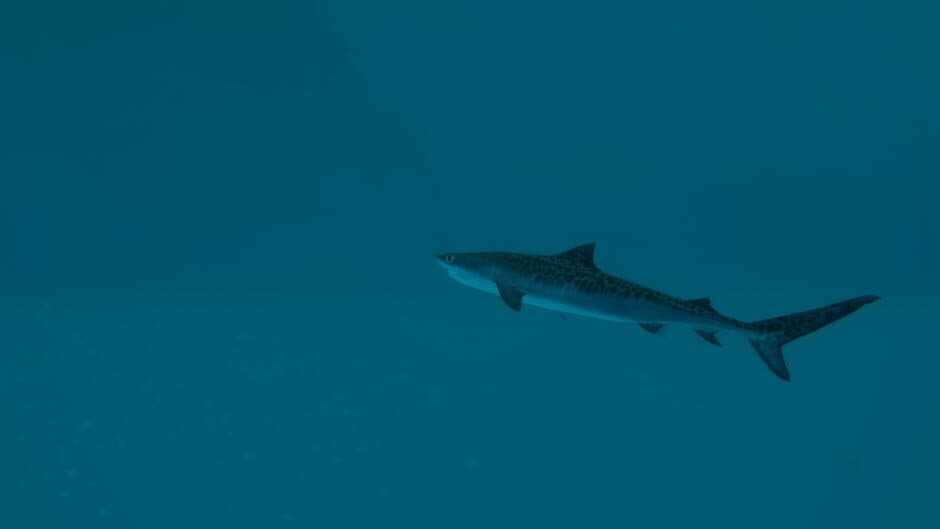 Ultimate Fishing Simulator 2 screenshot 2